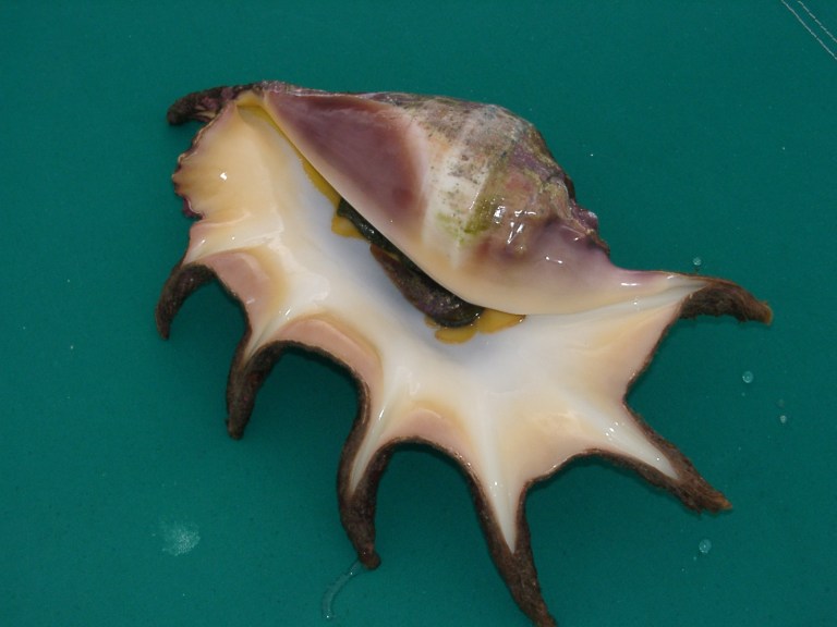 2005. december 24. Vass Tibor képei 229